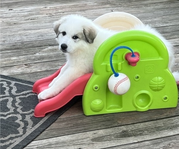 Medium Photo #8 Great Pyrenees Puppy For Sale in MOUNT AIRY, NC, USA