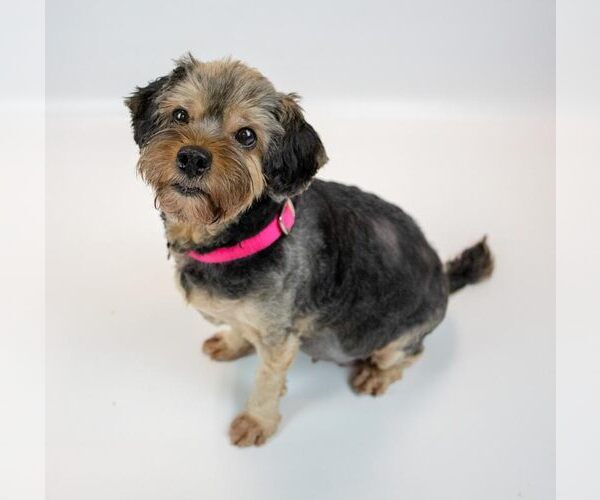 Medium Photo #5 Silky Terrier-Unknown Mix Puppy For Sale in Kennesaw, GA, USA