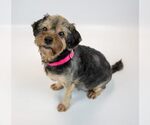 Small #4 Silky Terrier Mix