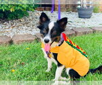 Small Photo #2 Mutt Puppy For Sale in Germantown, OH, USA