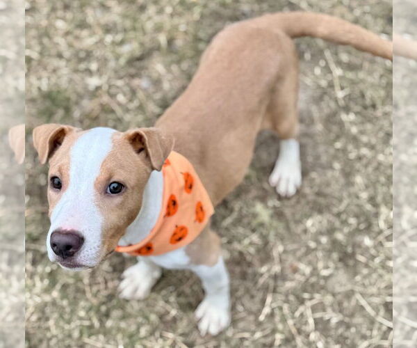 Medium Photo #10 American Pit Bull Terrier-Unknown Mix Puppy For Sale in Great Bend, KS, USA