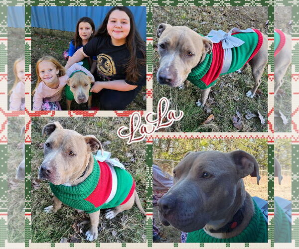 Medium Photo #3 American Pit Bull Terrier-Unknown Mix Puppy For Sale in Blacksburg, SC, USA