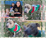 Small #2 American Pit Bull Terrier Mix