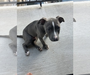 American Pit Bull Terrier Puppy for sale in IRVING, TX, USA
