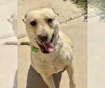 Small #6 Labrador Retriever Mix