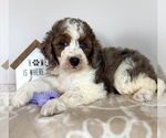 Small #1 Miniature Bernedoodle-Poodle (Miniature) Mix