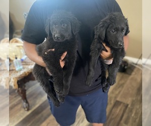 Flat Coated Retriever Puppy for sale in FONTANA, CA, USA