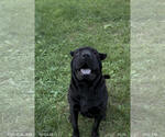 Small #3 Chinese Shar-Pei