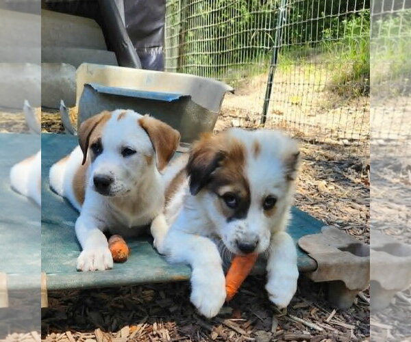 Medium Photo #1 Great Pyrenees Puppy For Sale in Paso Robles, CA, USA
