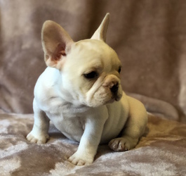 French Bulldog Puppy for sale in CHARLESTON, SC, USA