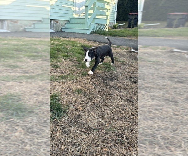 Medium Photo #1 American Pit Bull Terrier Puppy For Sale in BROCKTON, MA, USA