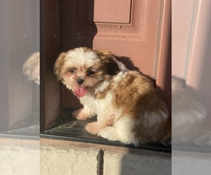 Shih Tzu Puppy for sale in CANOGA, NY, USA