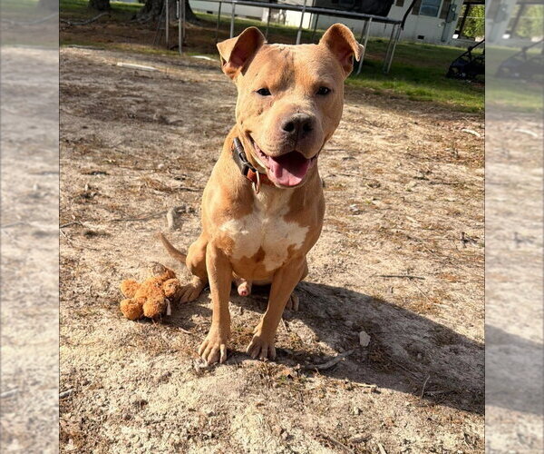 Medium Photo #4 Mutt Puppy For Sale in garner, NC, USA