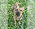 Small American Staffordshire Terrier-Rhodesian Ridgeback Mix