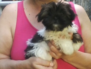 Shorkie Tzu Puppy for sale in FREEHOLD, NY, USA