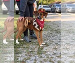 Fred - Male Mutt Dog for Adoption - Small photo
