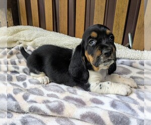 Basset Hound Puppy for Sale in PETERSBURG, Indiana USA