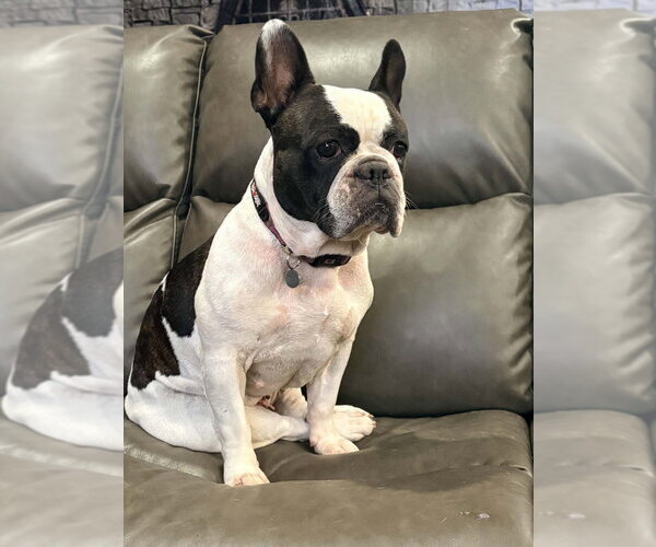 Medium Photo #1 French Bulldog Puppy For Sale in Brights Grove, Ontario, Canada