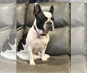 French Bulldog Dogs for adoption in Brights Grove, Ontario, Canada