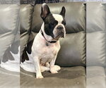 Ellie - Female French Bulldog Dog for Adoption - Small photo