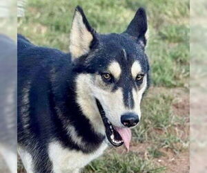 Siberian Husky-Unknown Mix Dogs for adoption in Canton, CT, USA