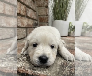 English Cream Golden Retriever Puppy for sale in NORTH HIGHLANDS, CA, USA