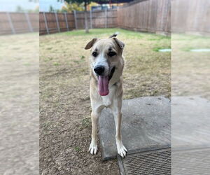 German Shepherd Dog-Unknown Mix Dogs for adoption in Plano, TX, USA
