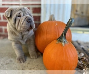 Chinese Shar-Pei Puppy for sale in S ABINGTON TWP, PA, USA