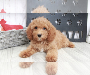 Goldendoodle (Miniature) Puppy for sale in MARIETTA, GA, USA