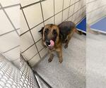 Small German Shepherd Dog Mix