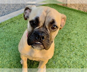 Puggle Dogs for adoption in Moreno Valley, CA, USA