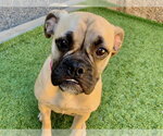 Small Puggle