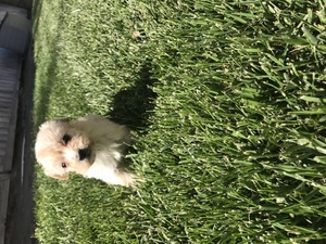 Cock-A-Poo Puppy for sale in CORONA, CA, USA