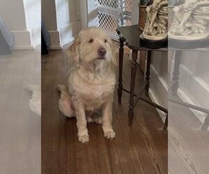 Arthur- smart spunky senior - Male Labradoodle Dog for Adoption - Photo #3