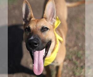 German Shepherd Dog-Unknown Mix Dogs for adoption in San Antonio, TX, USA
