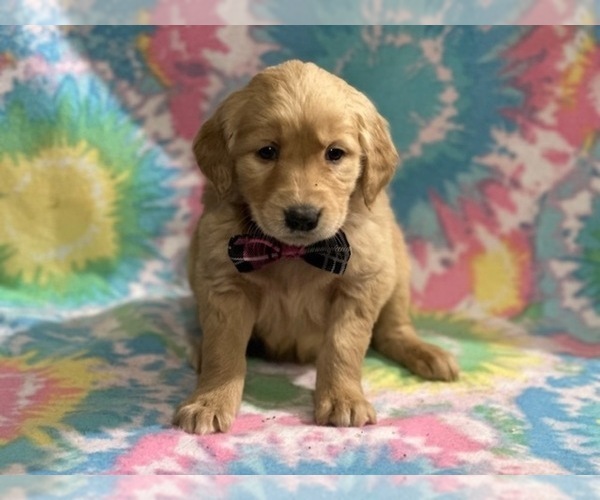 Full screen Photo #3 Golden Retriever Puppy For Sale in LANCASTER, PA, USA
