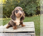 Small #4 Dachshund