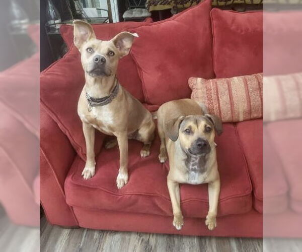 Medium Photo #7 Boxador Puppy For Sale in Newport Beach, CA, USA