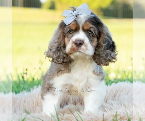 Medium Photo #20 Cocker Spaniel Puppy For Sale in WARSAW, IN, USA
