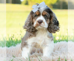 Small Photo #20 Cocker Spaniel Puppy For Sale in WARSAW, IN, USA
