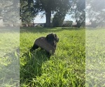 Small #20 Labradoodle