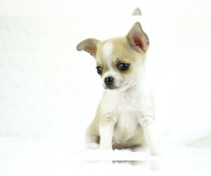 Chihuahua Puppy for Sale in UNION GROVE, North Carolina USA