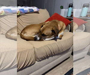 LUCA - Male Labrador Retriever-Unknown Mix Dog for Adoption - Photo #3