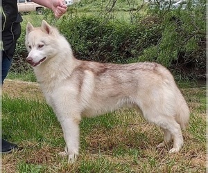 Father of the Siberian Husky puppies born on 04/05/2026