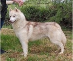 Small Photo #1 Siberian Husky Puppy For Sale in KENNEWICK, WA, USA