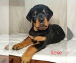 Puppy Rose Rottweiler