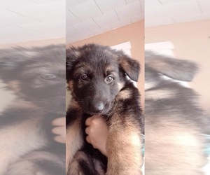 German Shepherd Dog Puppy for sale in SIDMAN, PA, USA
