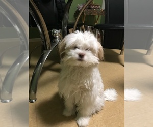 Wapoo Puppy for sale in WALTHAM, MA, USA