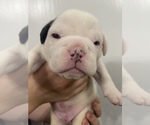 Small Photo #9 Olde English Bulldogge Puppy For Sale in SAINT PAUL, MN, USA