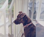 Small #9 American Staffordshire Terrier-Labrador Retriever Mix